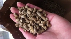 Alegeți cea mai bună pisică de toaletă felină